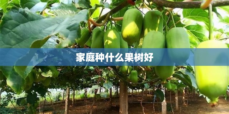 家庭种什么果树好 家庭种什么果树好