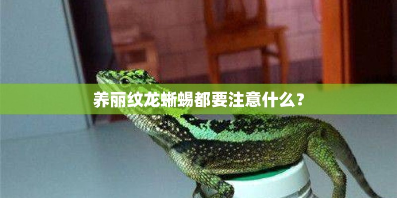 养丽纹龙蜥蜴都要注意什么？