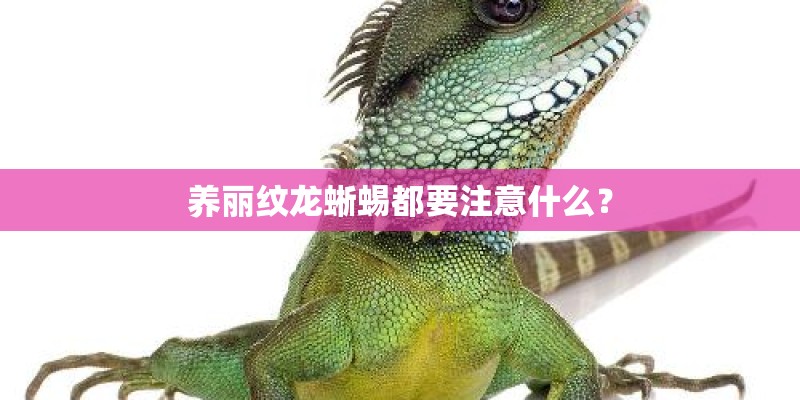 养丽纹龙蜥蜴都要注意什么？