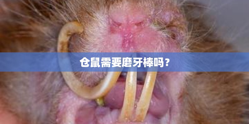 仓鼠需要磨牙棒吗？