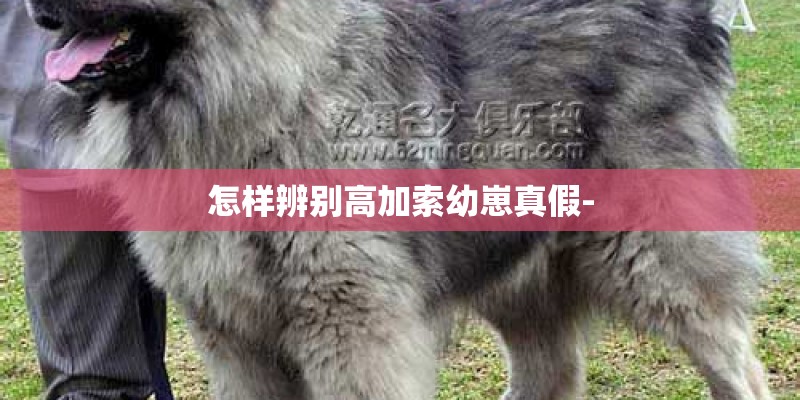 怎样辨别高加索幼崽真假-
