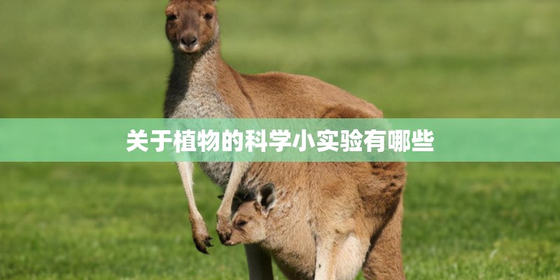 关于植物的科学小实验有哪些