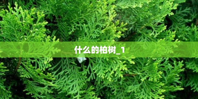 什么的柏树_1