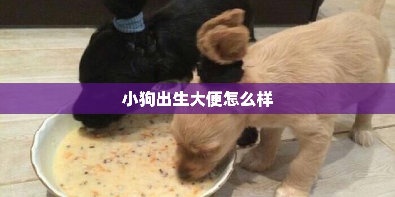 小狗出生大便怎么样