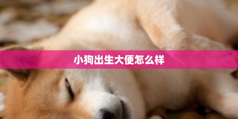 小狗出生大便怎么样 小狗出生大便怎么样