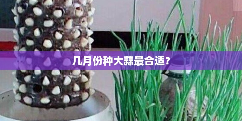 几月份种大蒜最合适? 几月份种大蒜最合适?
