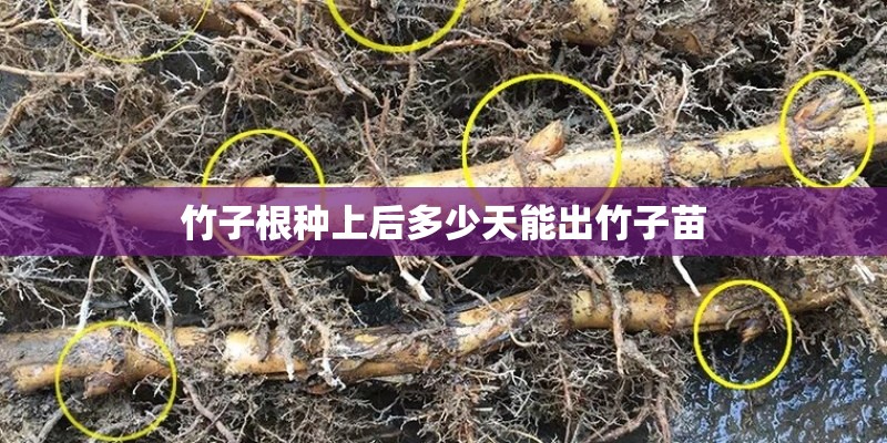 竹子根种上后多少天能出竹子苗