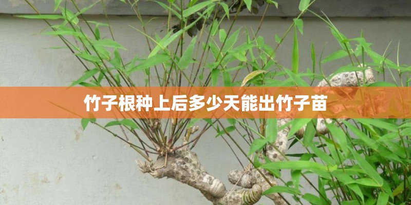 竹子根种上后多少天能出竹子苗 竹子根种上后多少天能出竹子苗