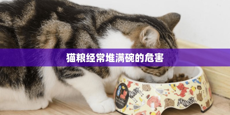 猫粮经常堆满碗的危害 猫粮经常堆满碗的危害