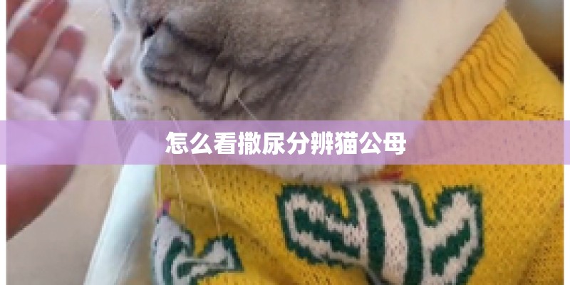 怎么看撒尿分辨猫公母
