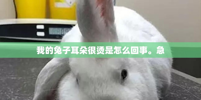 我的兔子耳朵很烫是怎么回事。急
