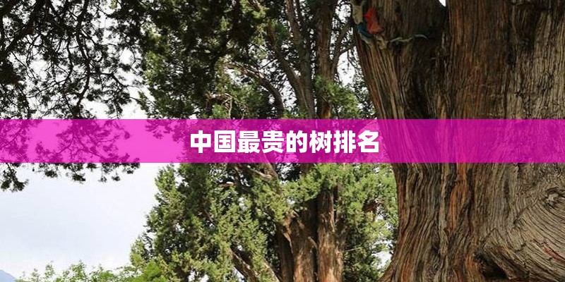中国最贵的树排名