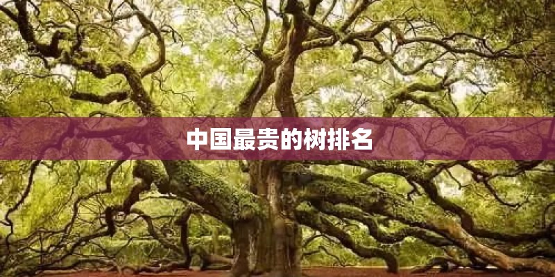 中国最贵的树排名 中国最贵的树排名