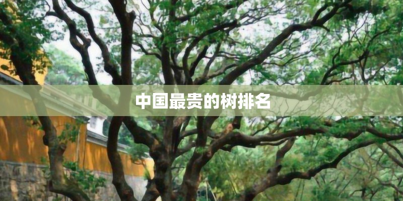 中国最贵的树排名 中国最贵的树排名