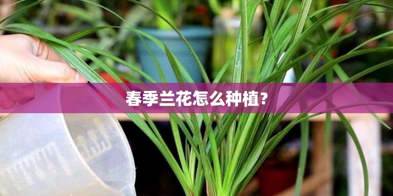 春季兰花怎么种植？