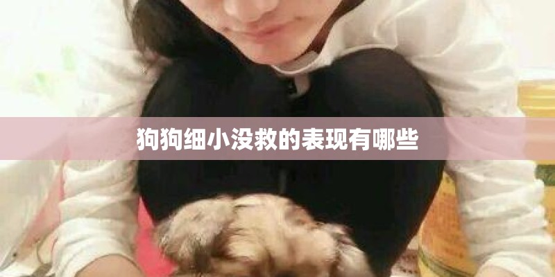 狗狗细小没救的表现有哪些 狗狗细小没救的表现有哪些