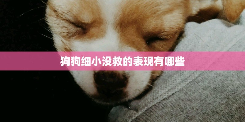 狗狗细小没救的表现有哪些 狗狗细小没救的表现有哪些