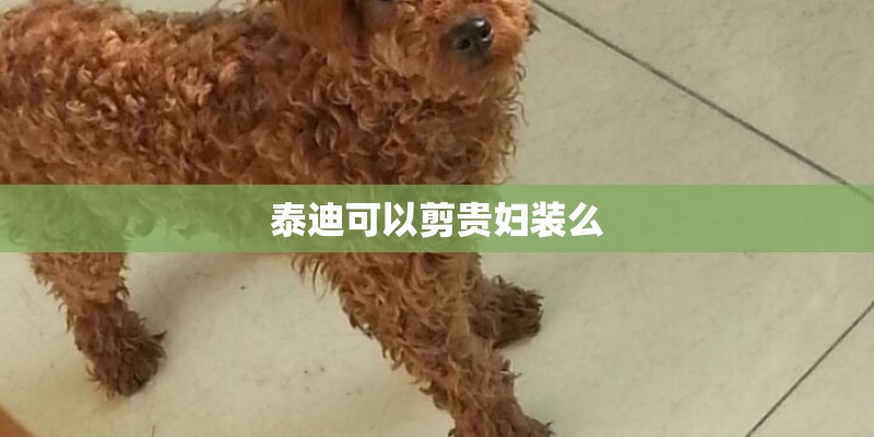 泰迪可以剪贵妇装么