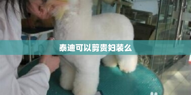 泰迪可以剪贵妇装么