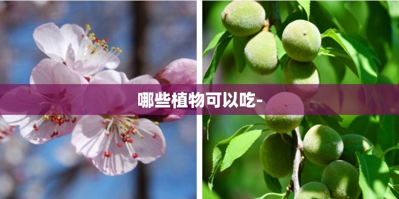 哪些植物可以吃- 哪些植物可以吃-