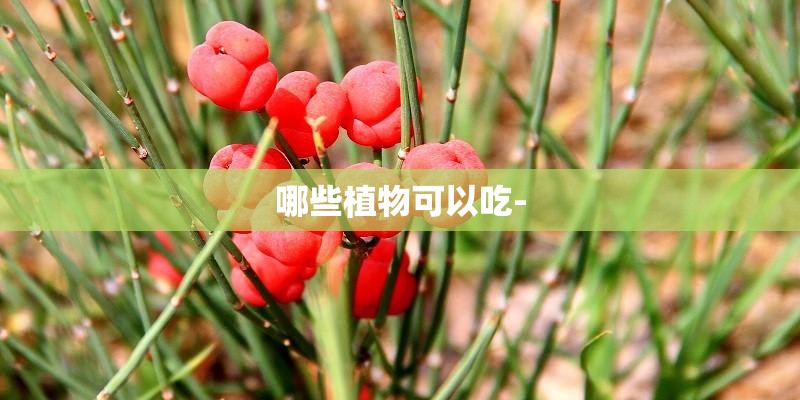 哪些植物可以吃-