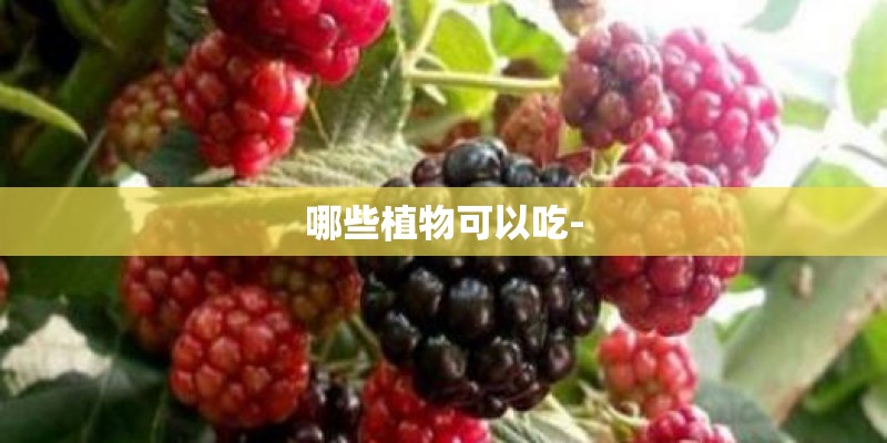 哪些植物可以吃- 哪些植物可以吃-