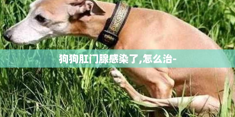 狗狗肛门腺感染了,怎么治-