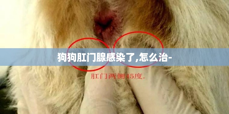 狗狗肛门腺感染了,怎么治- 狗狗肛门腺感染了,怎么治-