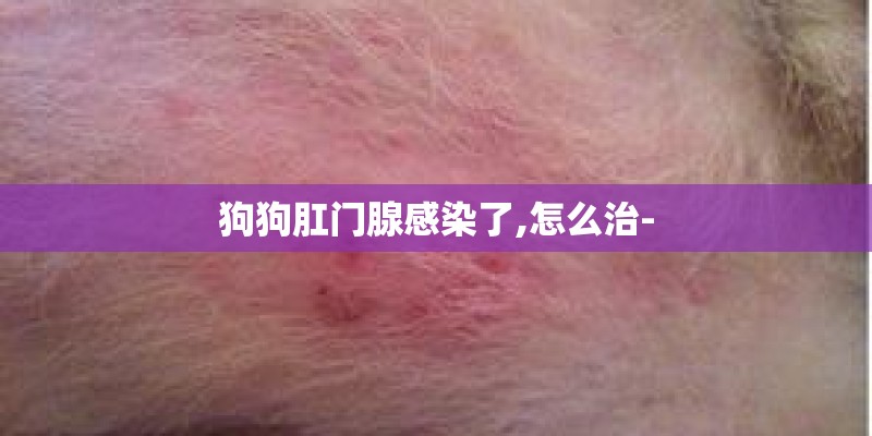 狗狗肛门腺感染了,怎么治- 狗狗肛门腺感染了,怎么治-