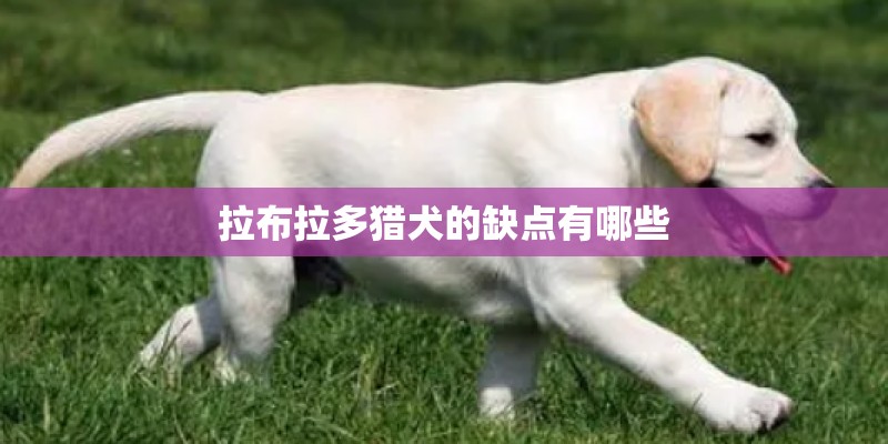拉布拉多猎犬的缺点有哪些