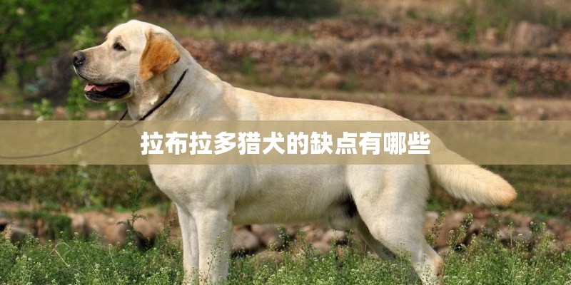 拉布拉多猎犬的缺点有哪些
