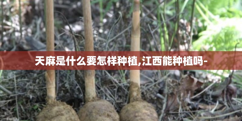 天麻是什么要怎样种植,江西能种植吗-