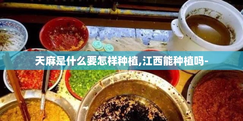天麻是什么要怎样种植,江西能种植吗- 天麻是什么要怎样种植,江西能种植吗-