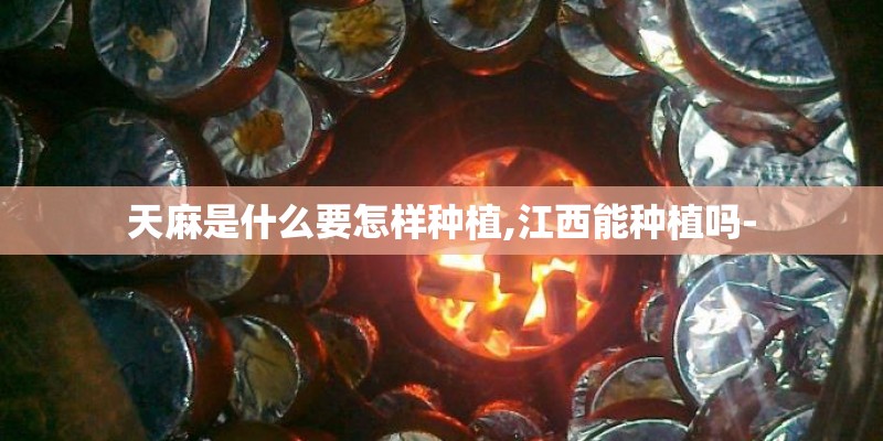 天麻是什么要怎样种植,江西能种植吗- 天麻是什么要怎样种植,江西能种植吗-