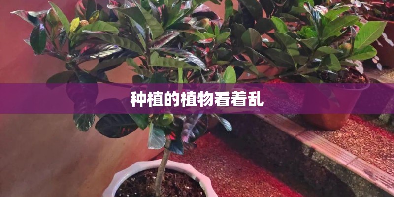种植的植物看着乱