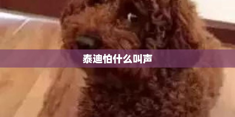 泰迪怕什么叫声