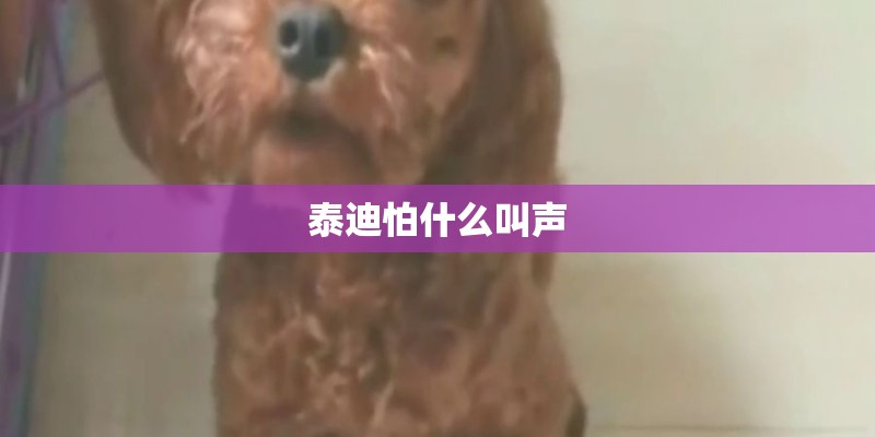 泰迪怕什么叫声 泰迪怕什么叫声