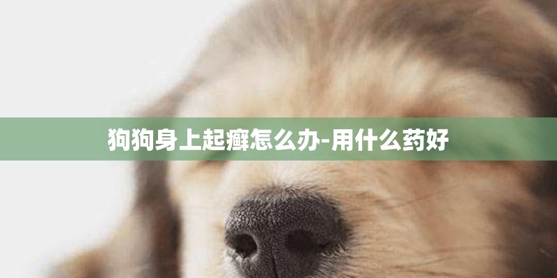狗狗身上起癣怎么办-用什么药好 狗狗身上起癣怎么办-用什么药好