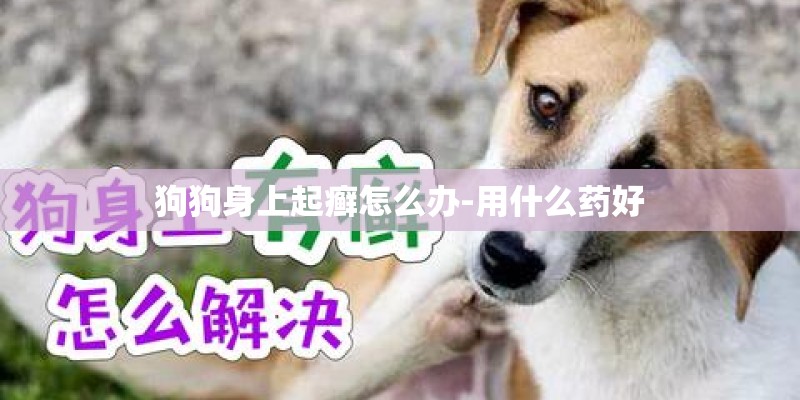 狗狗身上起癣怎么办-用什么药好 狗狗身上起癣怎么办-用什么药好