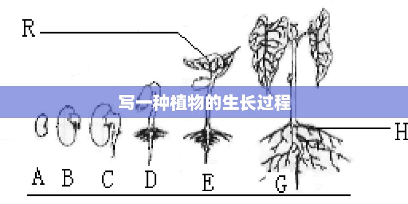 写一种植物的生长过程