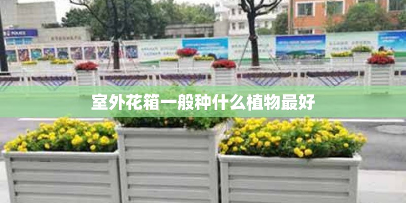 室外花箱一般种什么植物最好