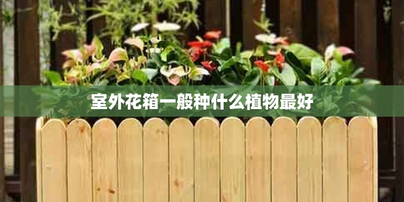 室外花箱一般种什么植物最好