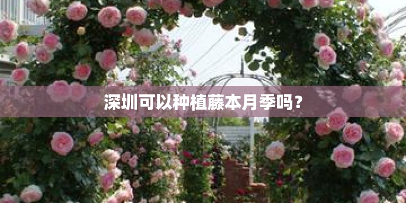 深圳可以种植藤本月季吗？