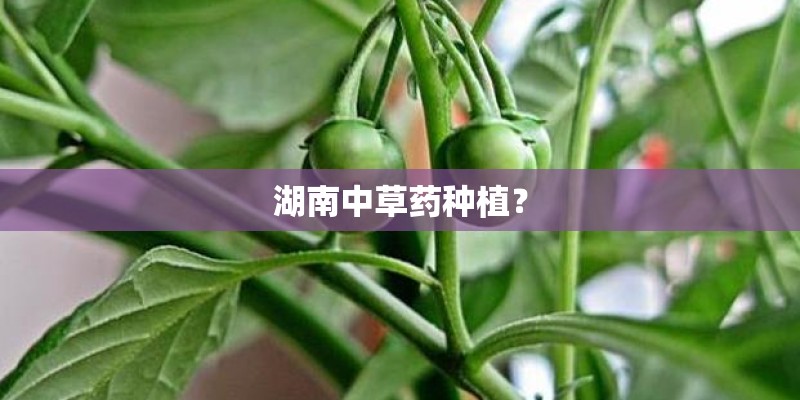 湖南中草药种植? 湖南中草药种植?
