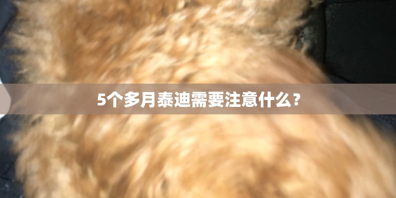 5个多月泰迪需要注意什么？