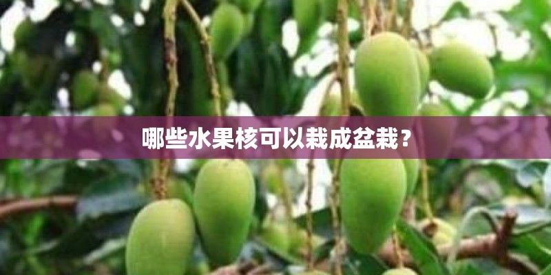 哪些水果核可以栽成盆栽？