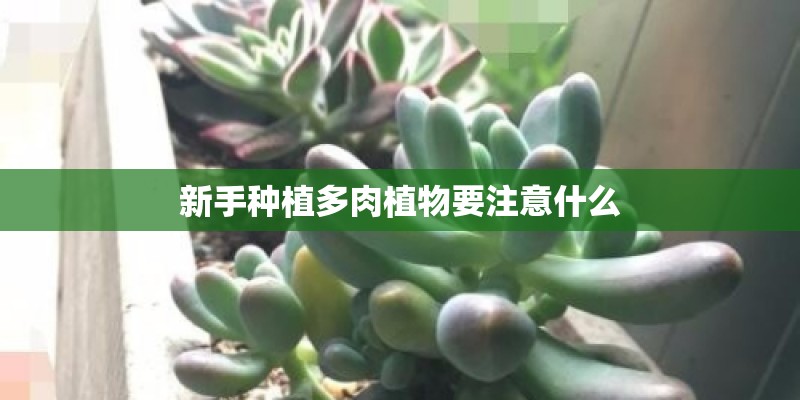 新手种植多肉植物要注意什么