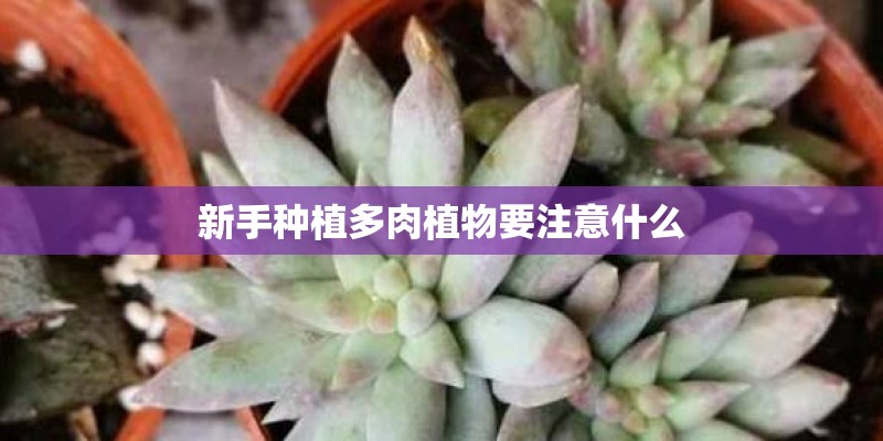 新手种植多肉植物要注意什么