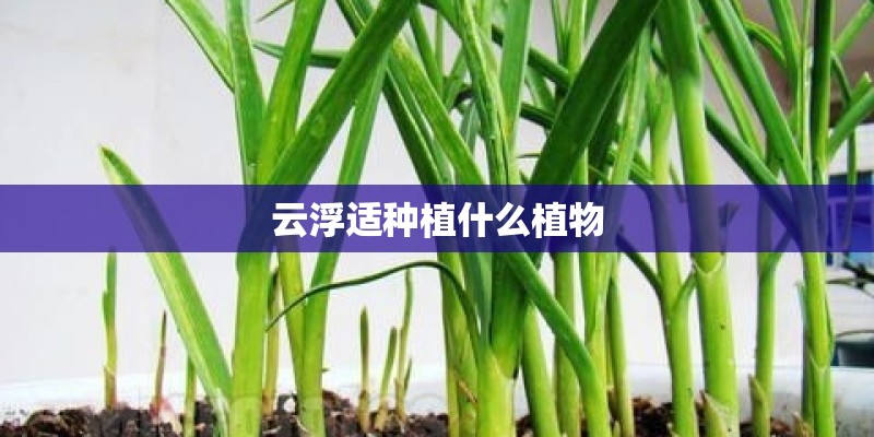 云浮适种植什么植物 云浮适种植什么植物