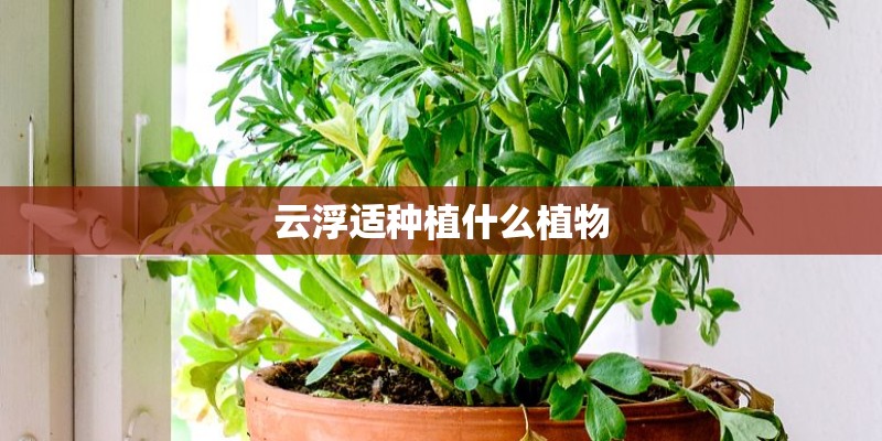云浮适种植什么植物 云浮适种植什么植物